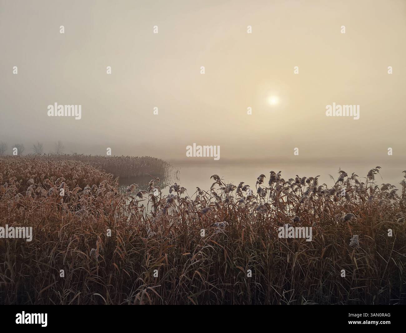 Nebelige Landschaft mit hohem, trockenem Schilf im Vordergrund und einem nebeligen Feld im Hintergrund. Bäume sind durch den Nebel schwach sichtbar. Die Szene ist ser - Smartphone-aufgenommenes Stockfoto