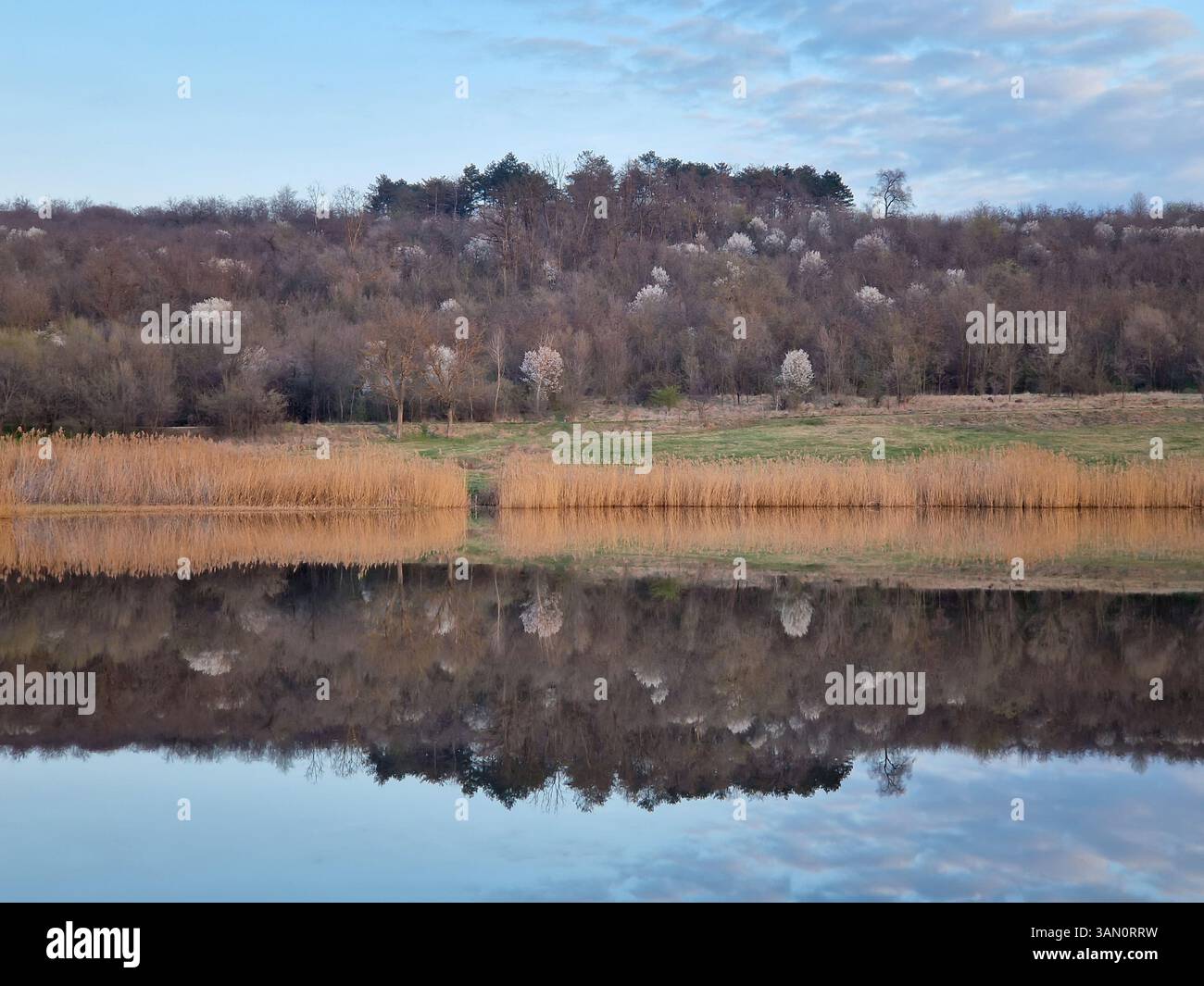 Ein ruhiger See mit goldenem Schilf und ein bewaldeter Hügel mit blühenden Bäumen im Hintergrund. Natürliche Schönheitssymmetrie und Gelassenheit des Frühfrühlings - Smartphone-aufgenommenes Stockfoto