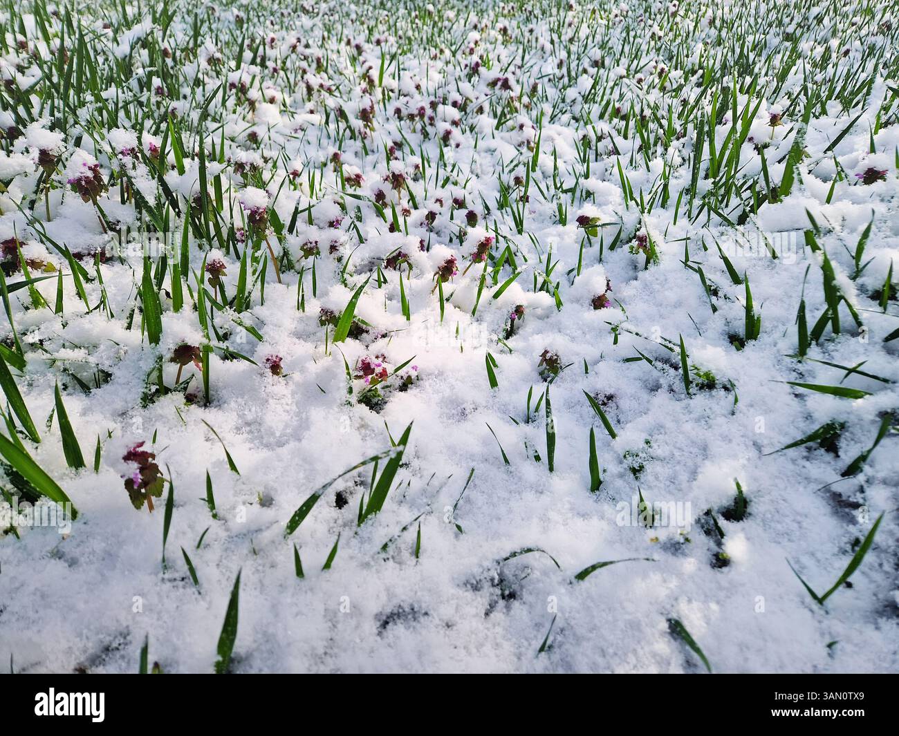Schneebedeckte Frühlingswiese mit grünem Gras und zarten purpurroten toten Brennnesselblüten, die mit Schnee bedeckt sind. Schneeflocken fallen sanft über das Feld und vor das Feld - Smartphone-aufgenommenes Stockfoto