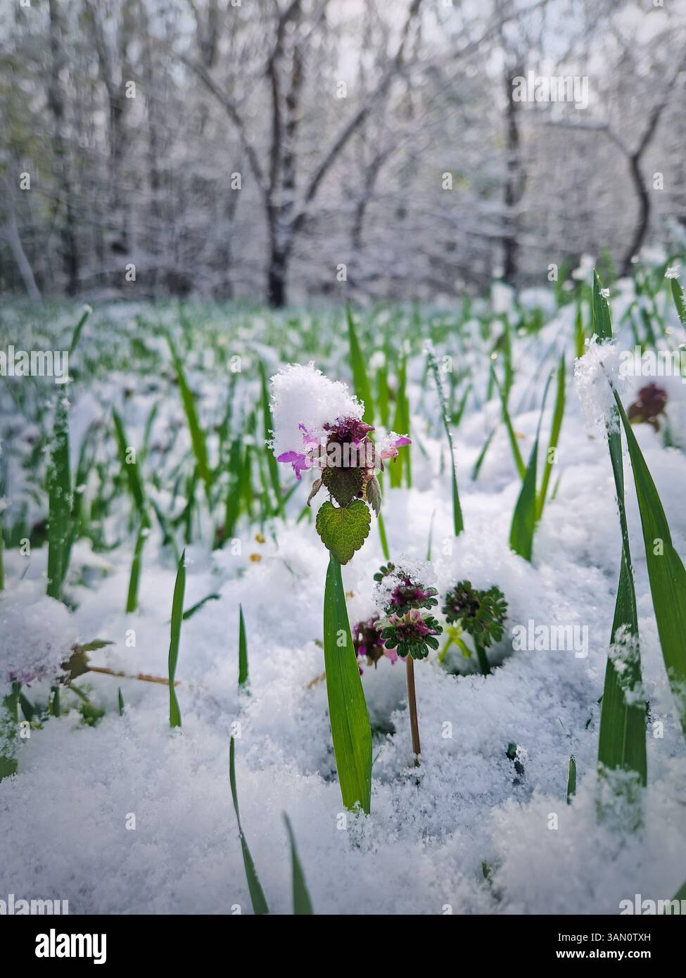 Schneebedeckte Frühlingswiese mit grünem Gras und zarten purpurroten toten Brennnesselblüten, die mit Schnee bedeckt sind. Schneeflocken fallen sanft über das Feld und vor das Feld - Smartphone-aufgenommenes Stockfoto