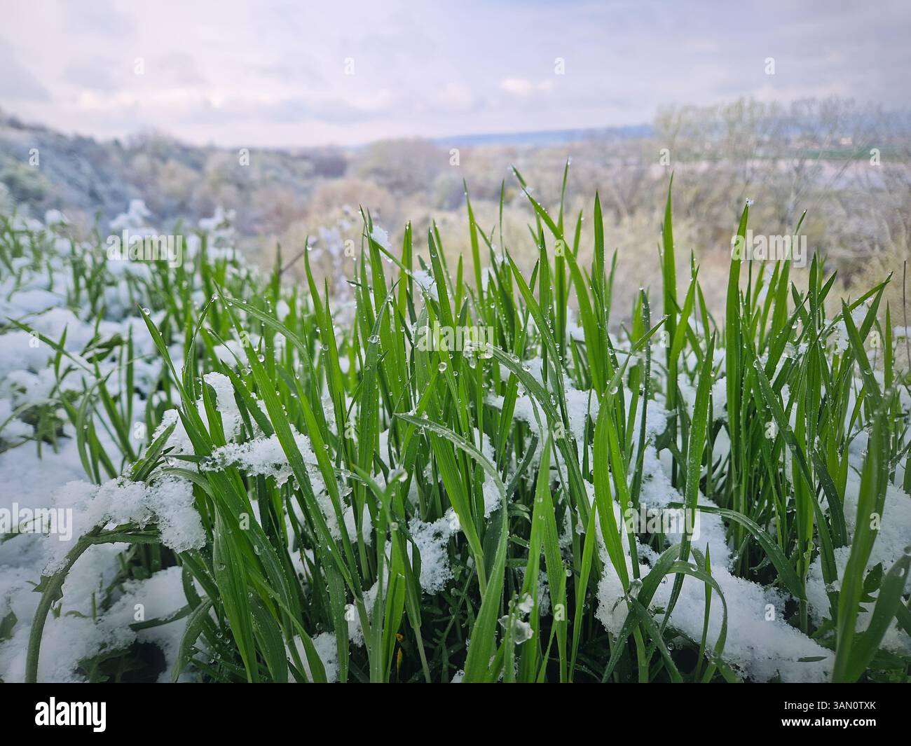 Leuchtend grüne Grashalme, die nach einem Schneefall Ende April teilweise mit Schnee bedeckt sind. Glitzernde Wassertröpfchen als Tautropfen auf üppigem Grün nach Eis - Smartphone-aufgenommenes Stockfoto