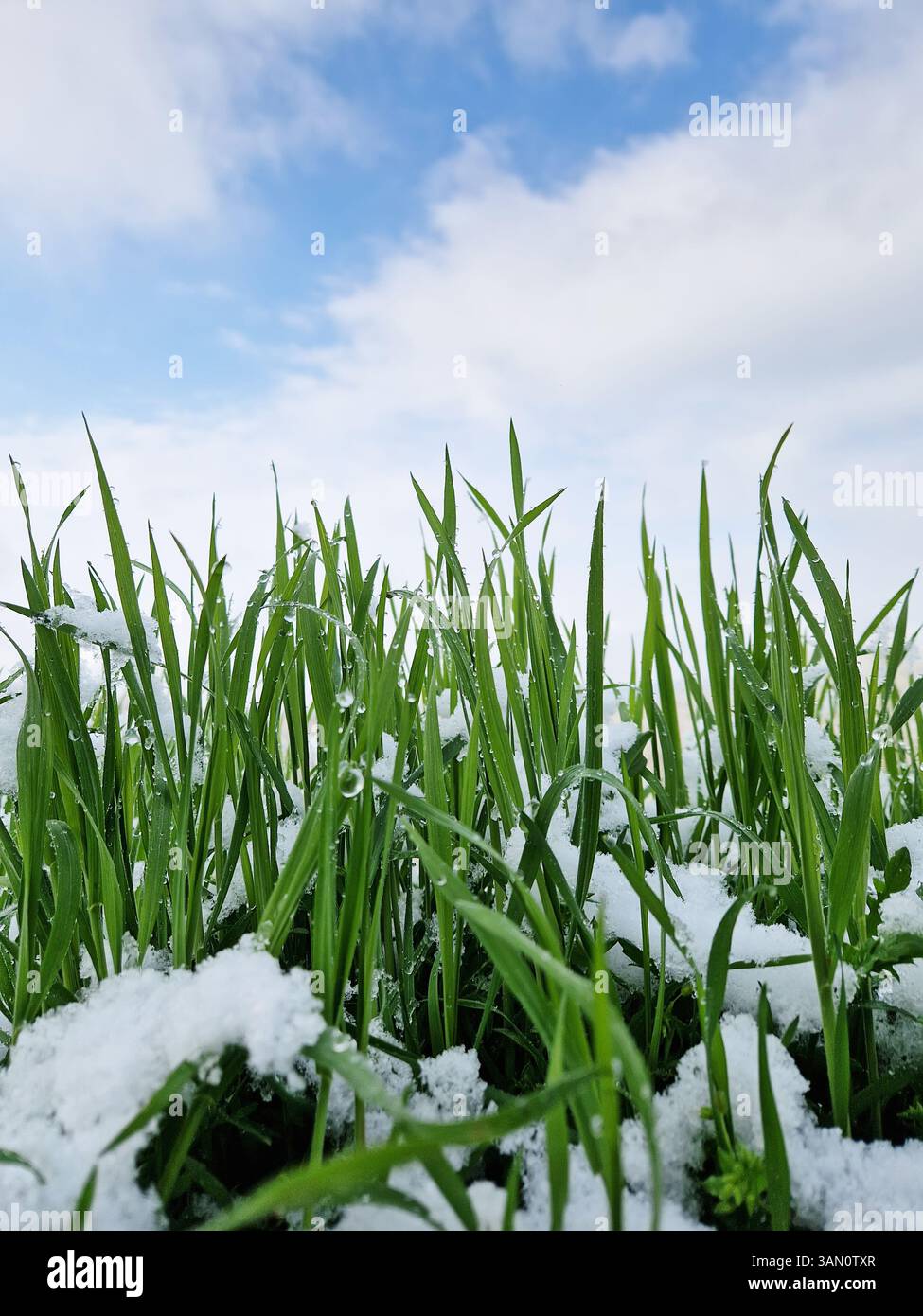 Leuchtend grüne Grashalme, die nach einem Schneefall Ende April teilweise mit Schnee bedeckt sind. Glitzernde Wassertröpfchen als Tautropfen auf üppigem Grün nach Eis - Smartphone-aufgenommenes Stockfoto