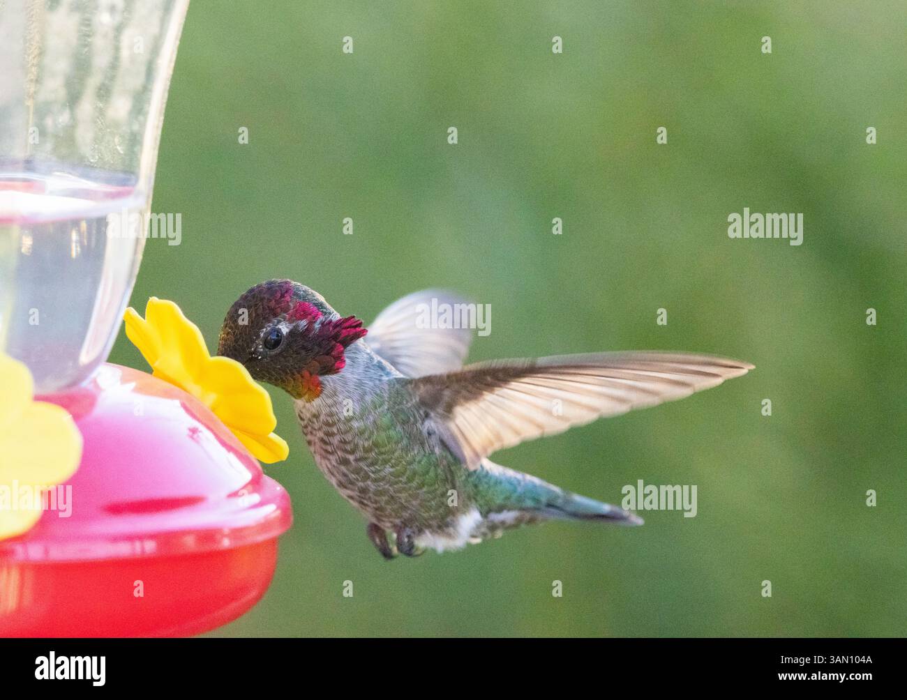 Ein farbenfroher männlicher Kolibri, auch bekannt als Anna's Kolibri im Flug Stockfoto