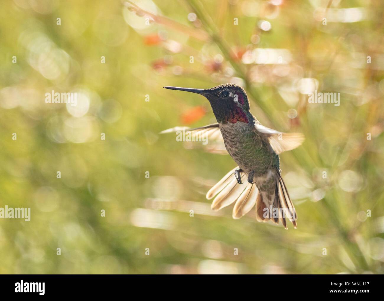 Ein farbenfroher männlicher Kolibri, auch bekannt als Anna's Kolibri im Flug Stockfoto