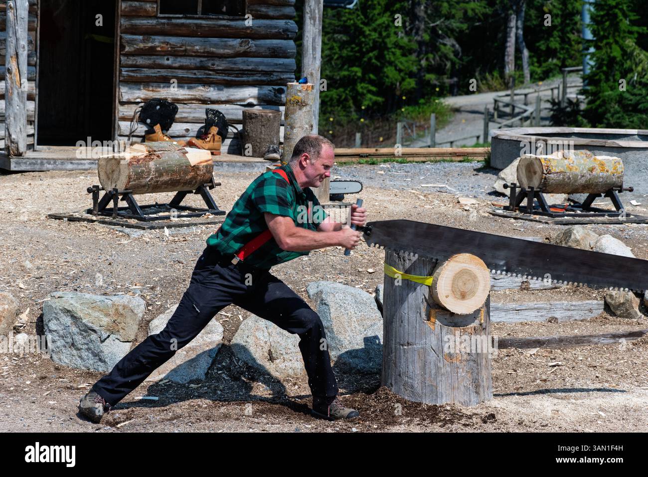 Ein Holzfäller in einem grünen karierten Hemd und roten Hosenträgern demonstriert die Verwendung einer großen Zweimannsäge, um einen Baumstamm zu schneiden. Das ist ein Holzfällerwettbewerb. Stockfoto