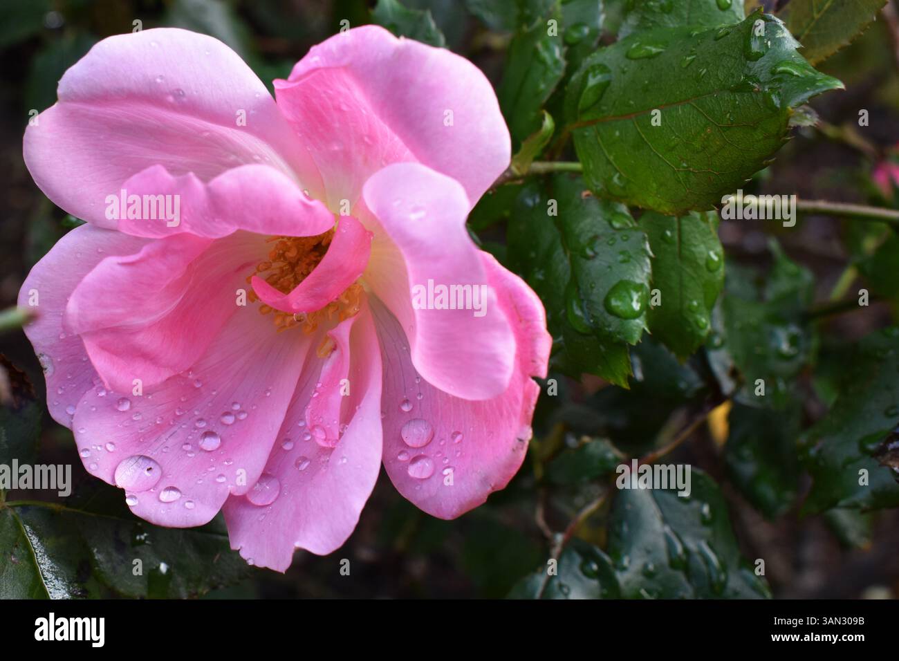 Rosafarbene Hagebuttenblüten und welkende Rosenknospen im weichen Sonnenlicht zeigen die zerbrechliche Schönheit des Spätherbst und des frühen Winters in der Natur Stockfoto