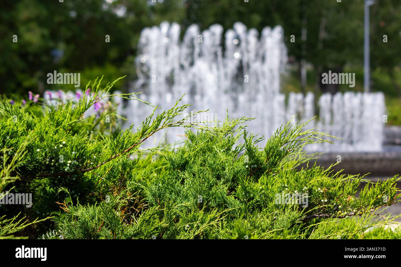 Wacholder auf dem Hintergrund eines Brunnens. Wacholder im botanischen Garten - ein sonniger Sommertag Stockfoto