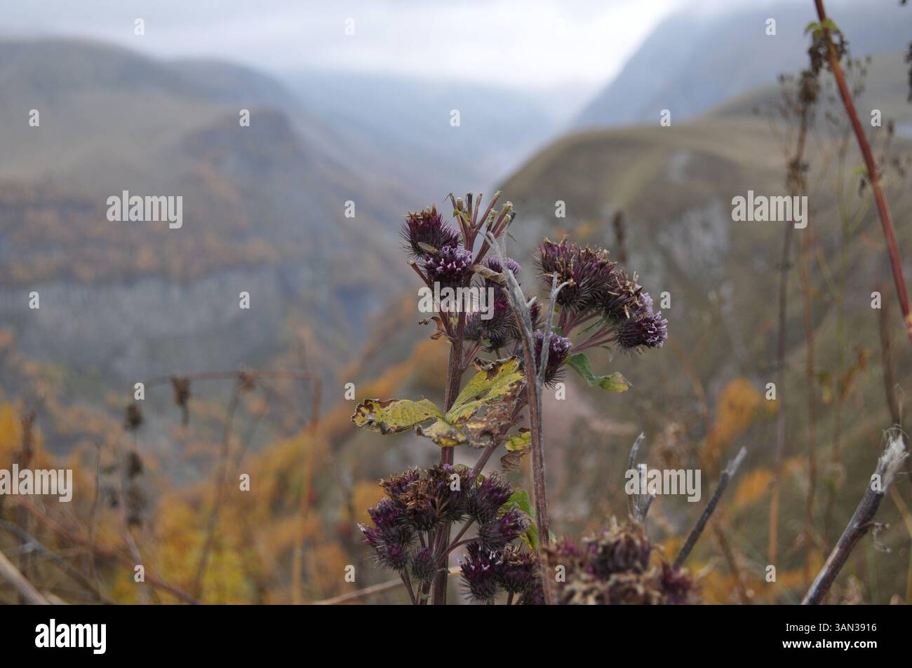 Herbst im Kaukasusgebirge: Wildblumen auf der Georgischen Militärstraße in der Nähe des Freundschaftsmonuments Russland-Georgien Stockfoto
