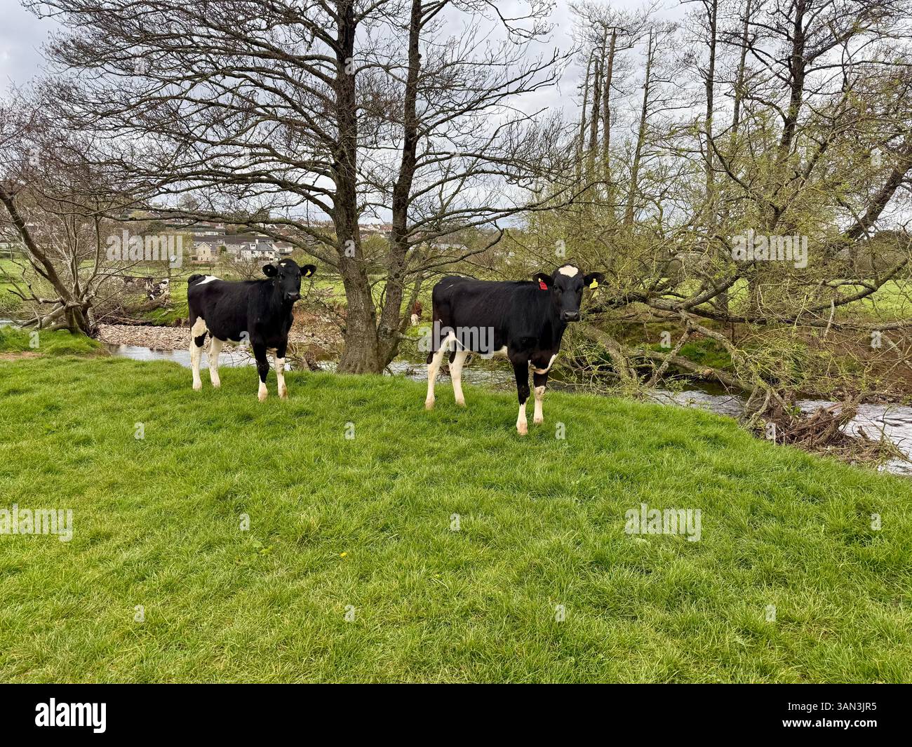 Devon, England: Kühe auf einem Feld am Fluss - Smartphone-aufgenommenes Stockfoto