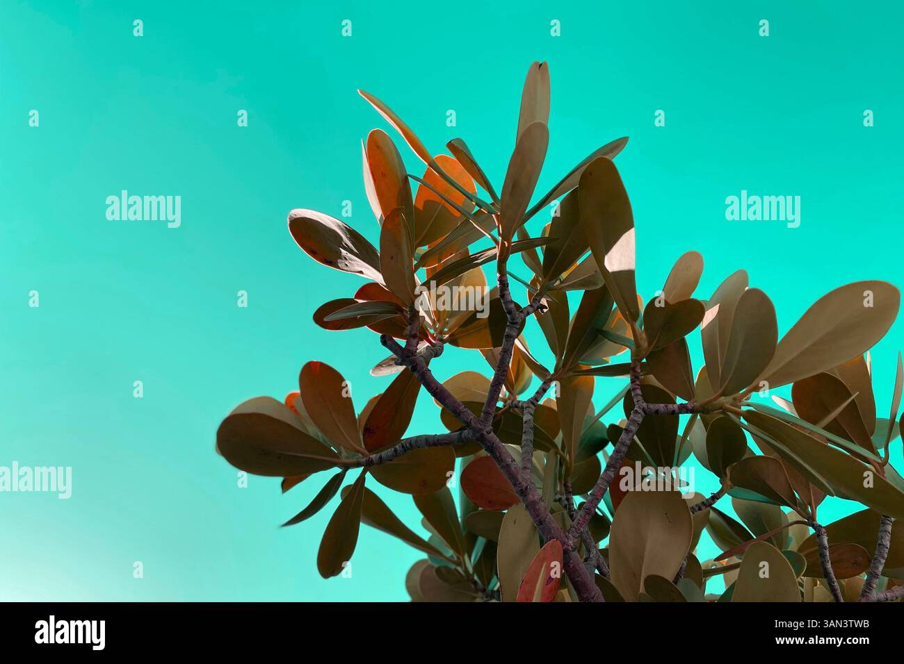 Tropischer Pflanzenzweig mit mehrfarbigen Blättern und Raum um sich herum Stockfoto