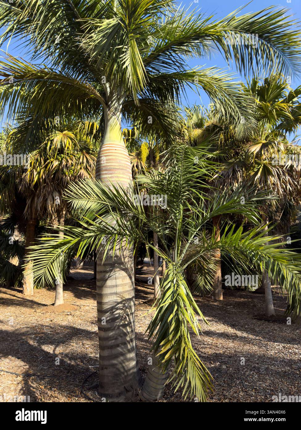 Buccaneer Palme, lateinischer Name, Pseudophoenix vinifera Stockfoto