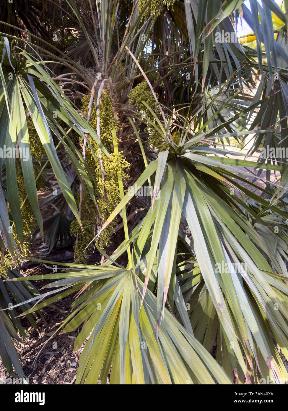 Schlüsselstrohpalme oder spröde Strohpalme, lateinischer Name, Leucothrinax morrisii - Smartphone-aufgenommenes Stockfoto