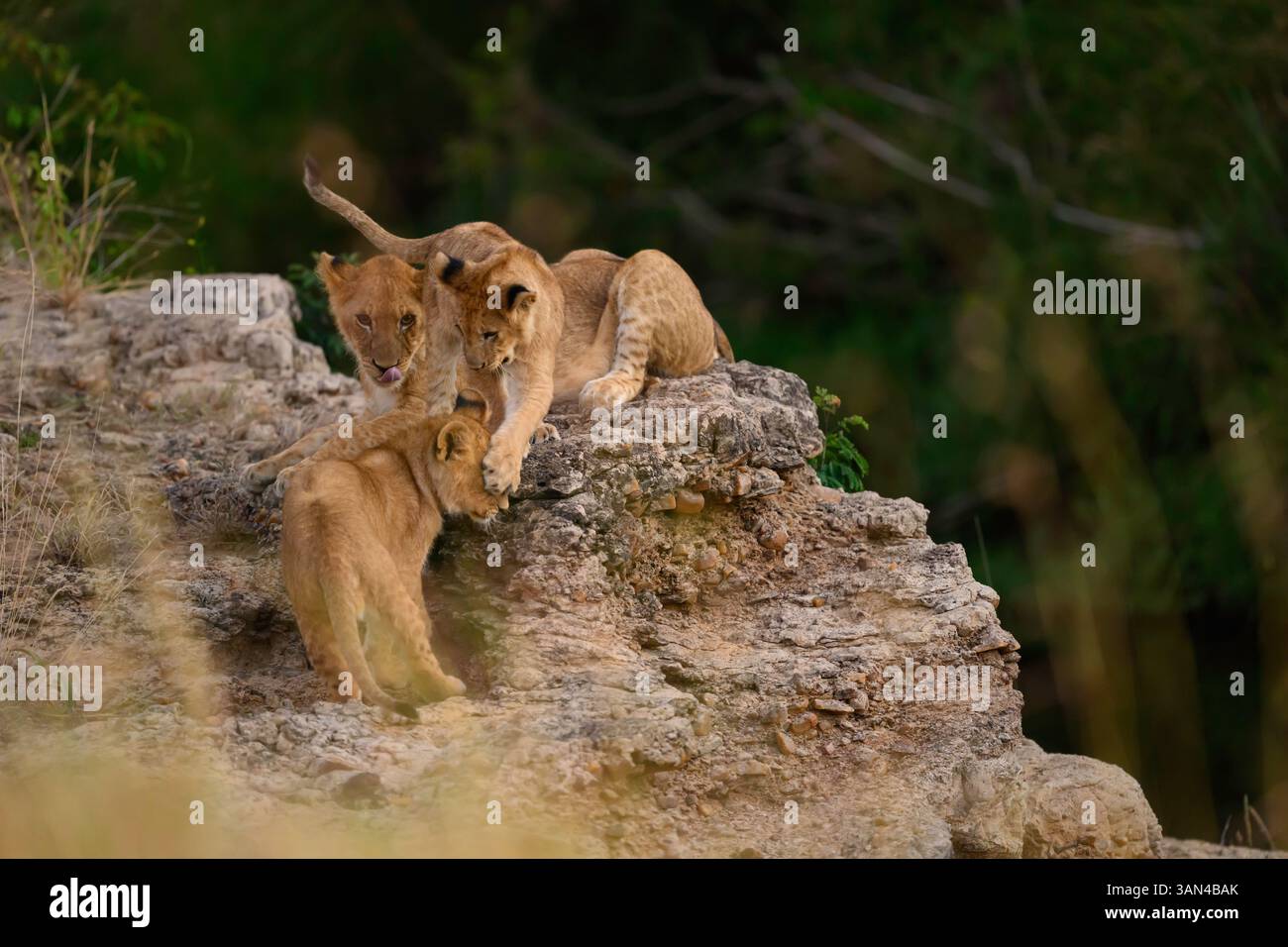 Löwenjungen spielen auf einem Felsen, Masai Mara, Kenia Stockfoto