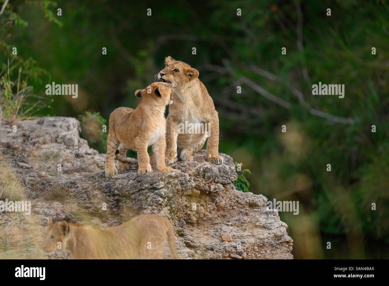 Löwenjungen spielen auf einem Felsen, Masai Mara, Kenia Stockfoto