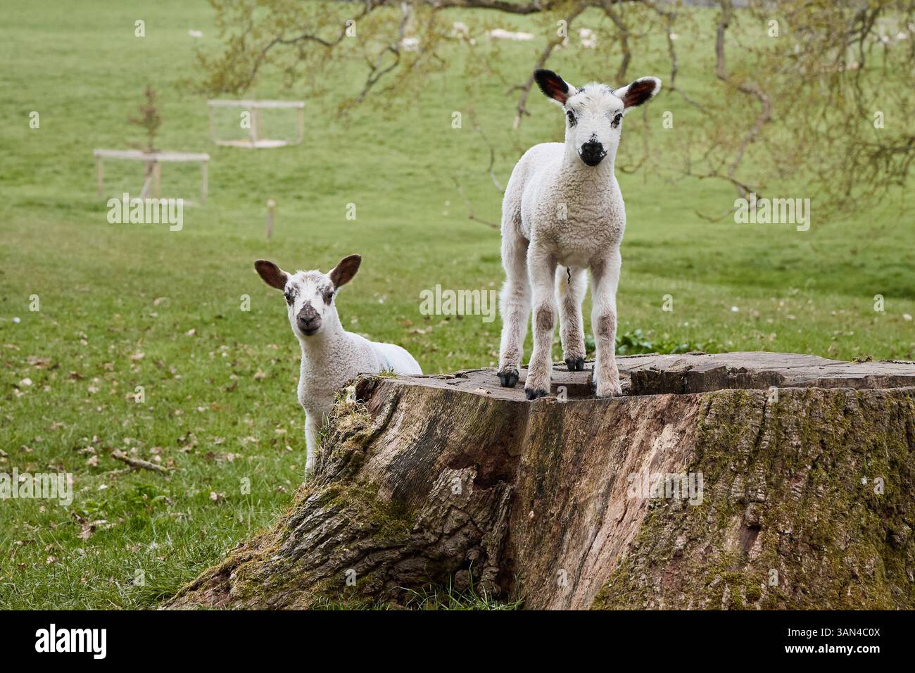 Zwei neugierige junge Lämmer auf einer Graswiese, die den Betrachter anschauen. Stockfoto