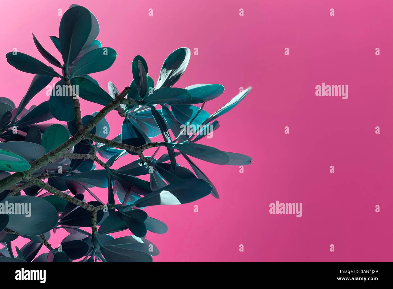 Natürlicher tropischer Zweig mit lebhaften Blättern und glattem Hintergrund Stockfoto