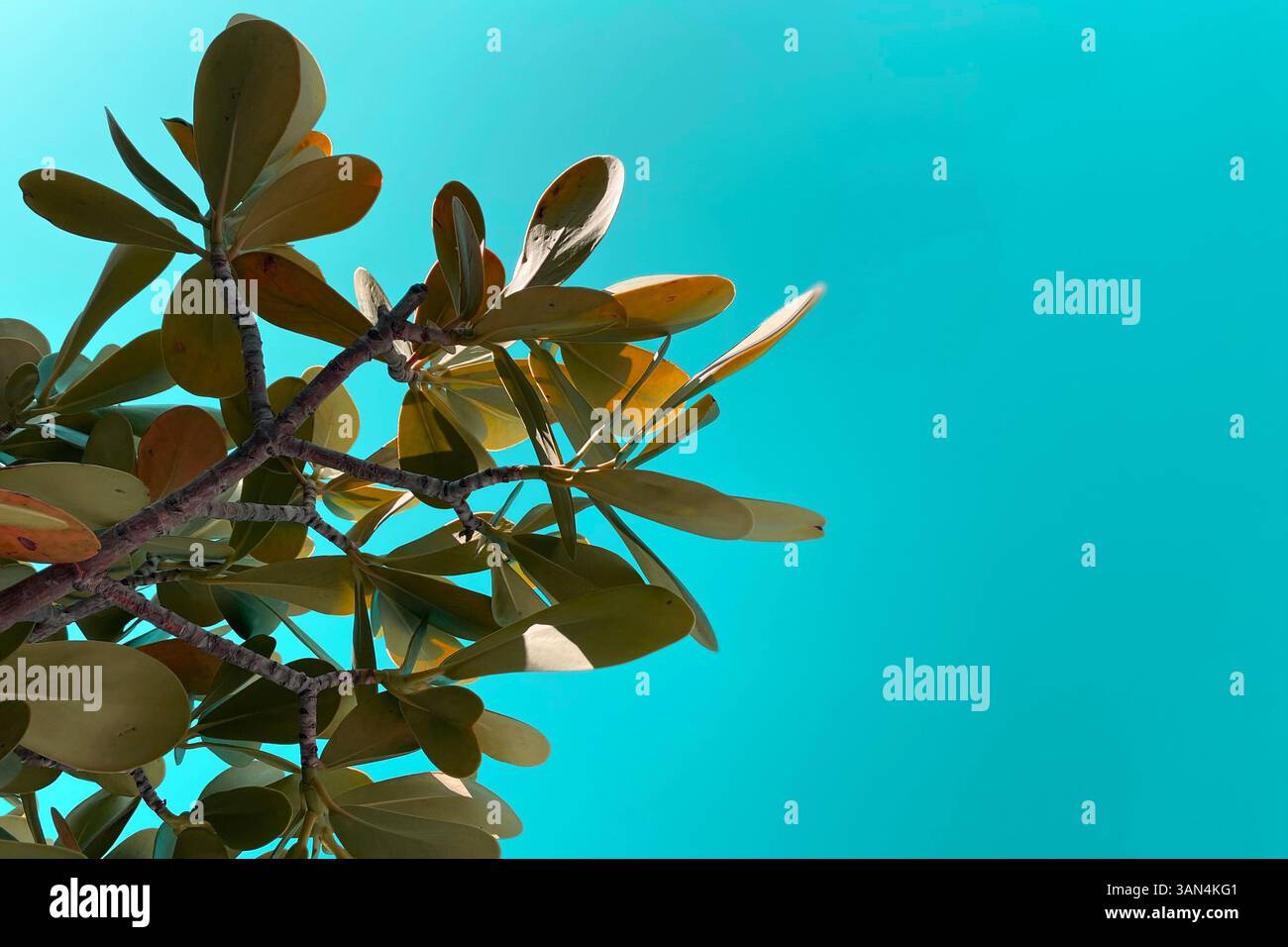 Tropischer Baumzweig mit hellen Blättern und leerem Raum Stockfoto
