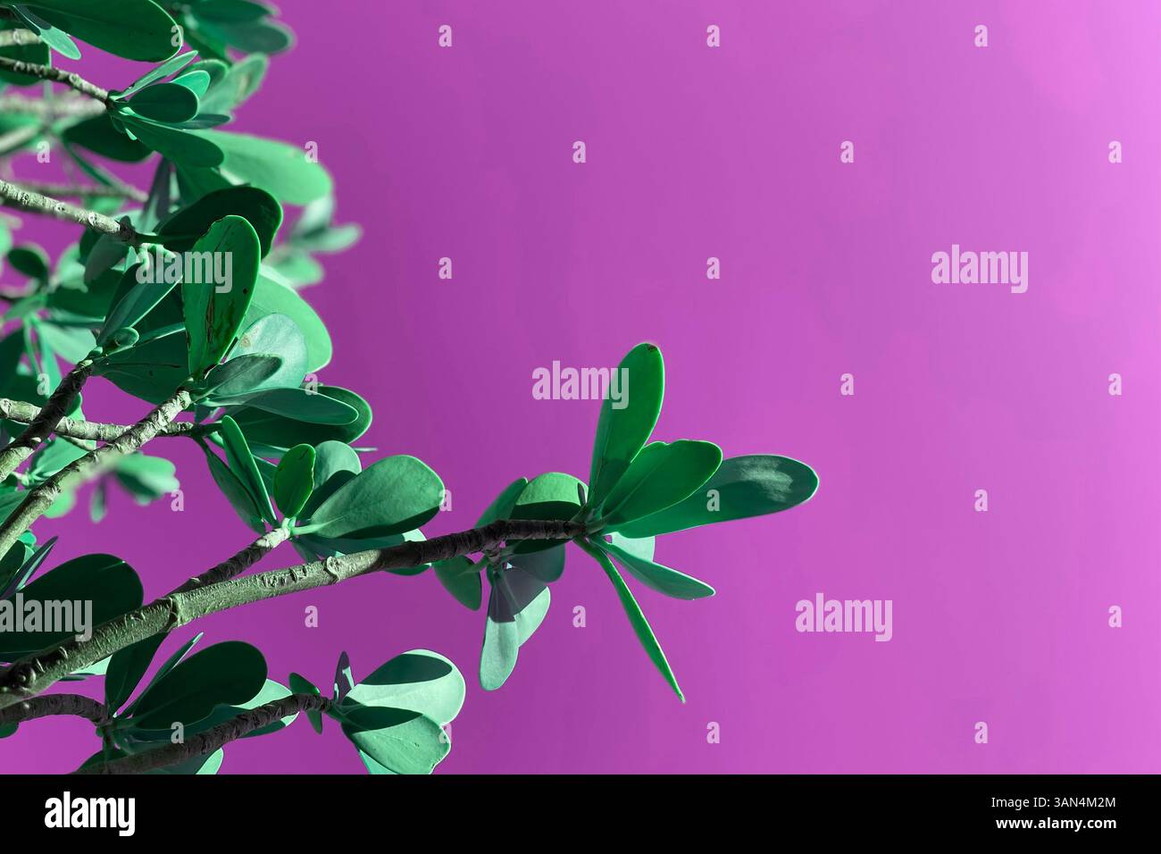 Kreativer tropischer Zweig mit schönen Blättern und Platz zur Seite Stockfoto