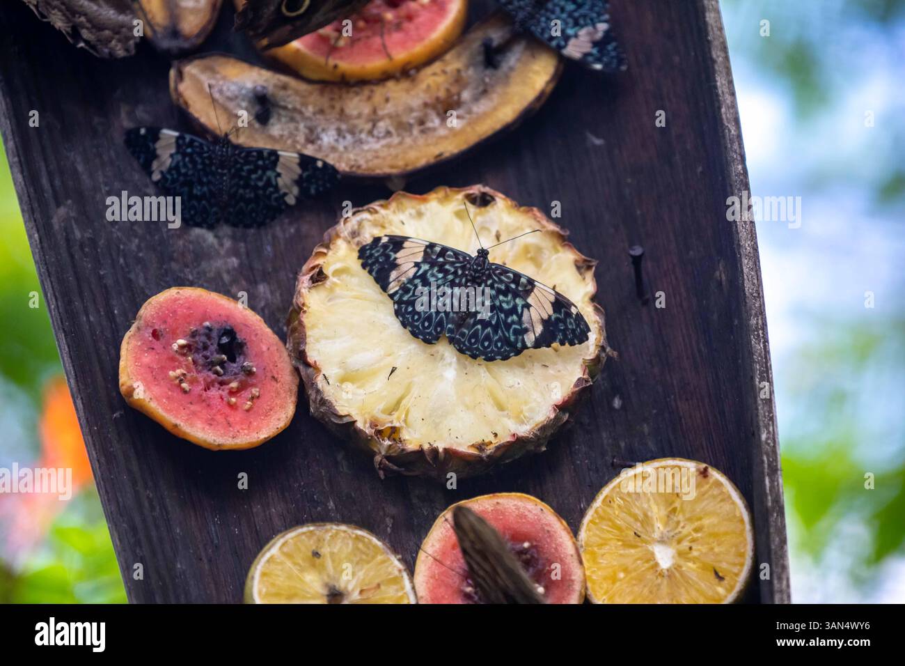 Orangener tropischer brasilianischer Schmetterling im selektiven Fokus Stockfoto