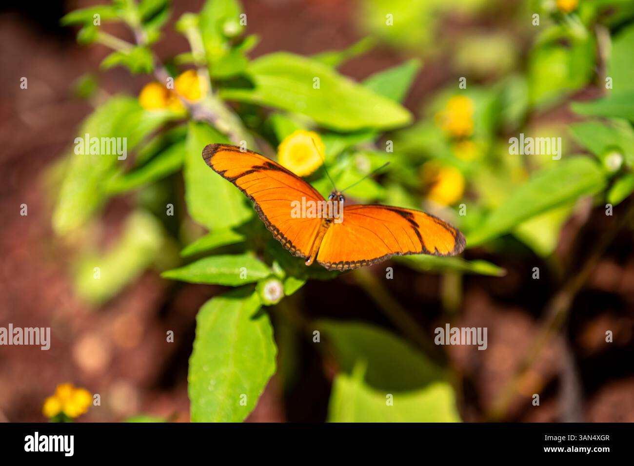 Orangener tropischer brasilianischer Schmetterling im selektiven Fokus Stockfoto