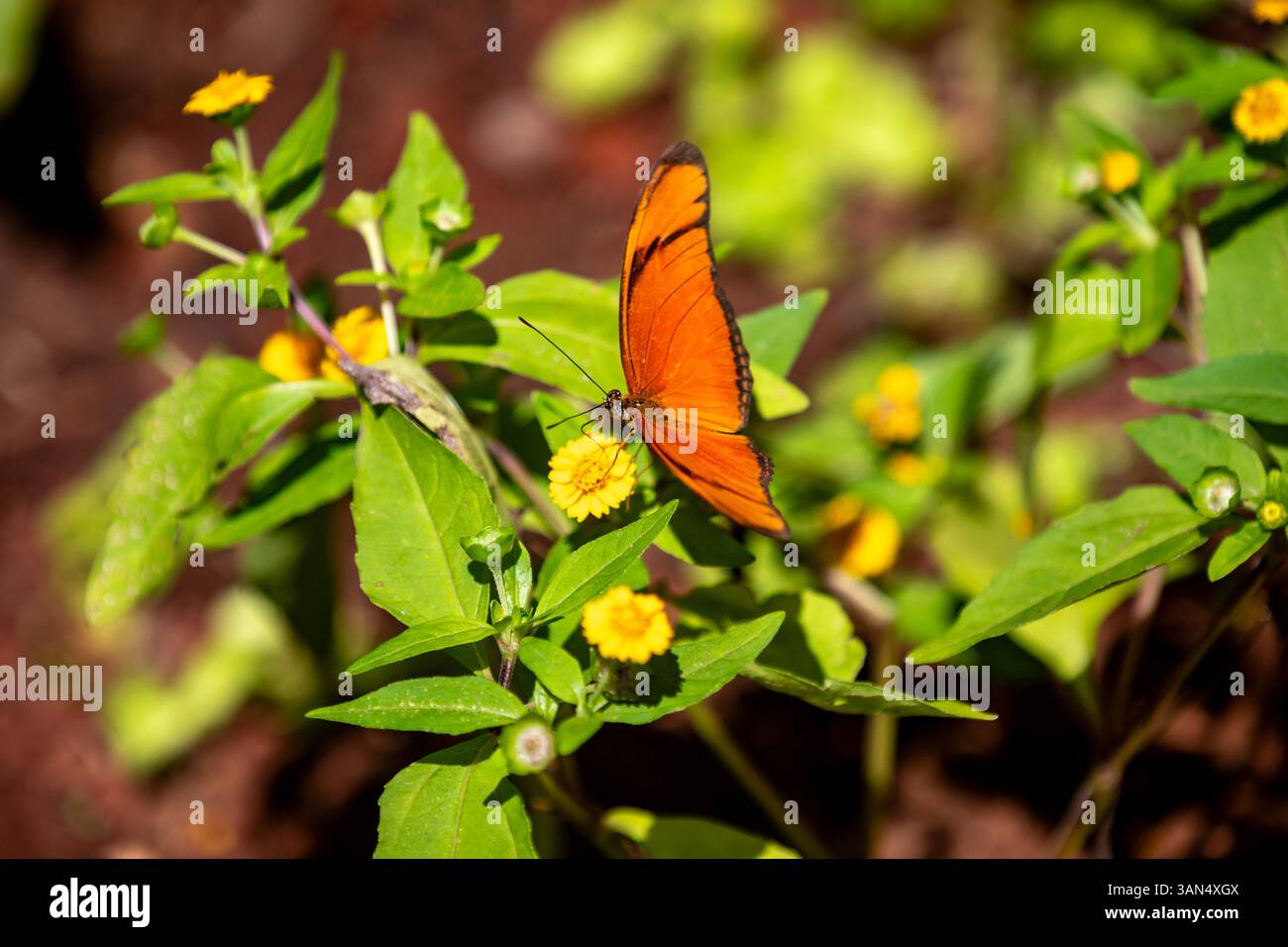 Orangener tropischer brasilianischer Schmetterling im selektiven Fokus Stockfoto