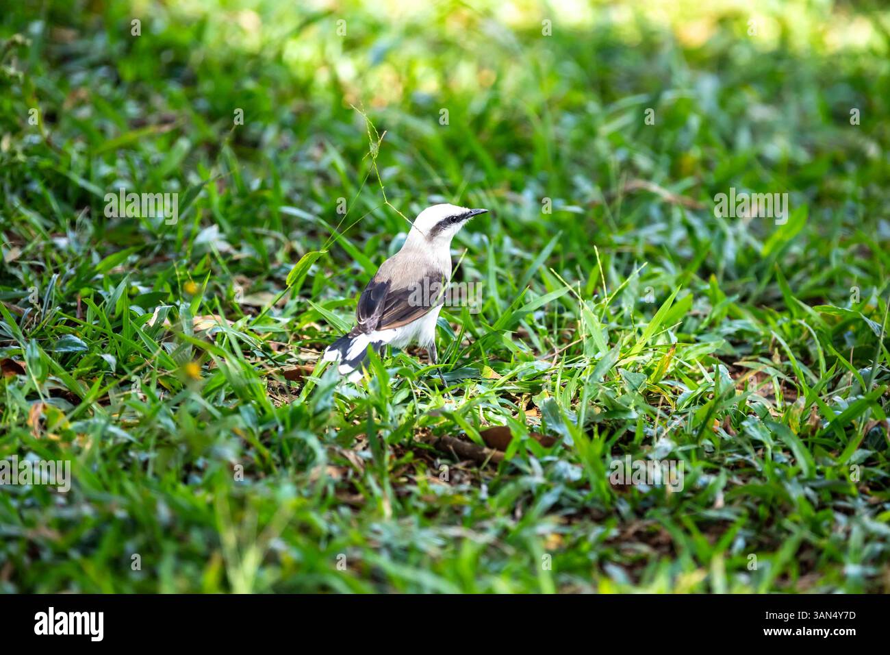 Kleiner tropischer Vogel Fluvicola nengeta bekannt als maskierter Wasservogel Stockfoto