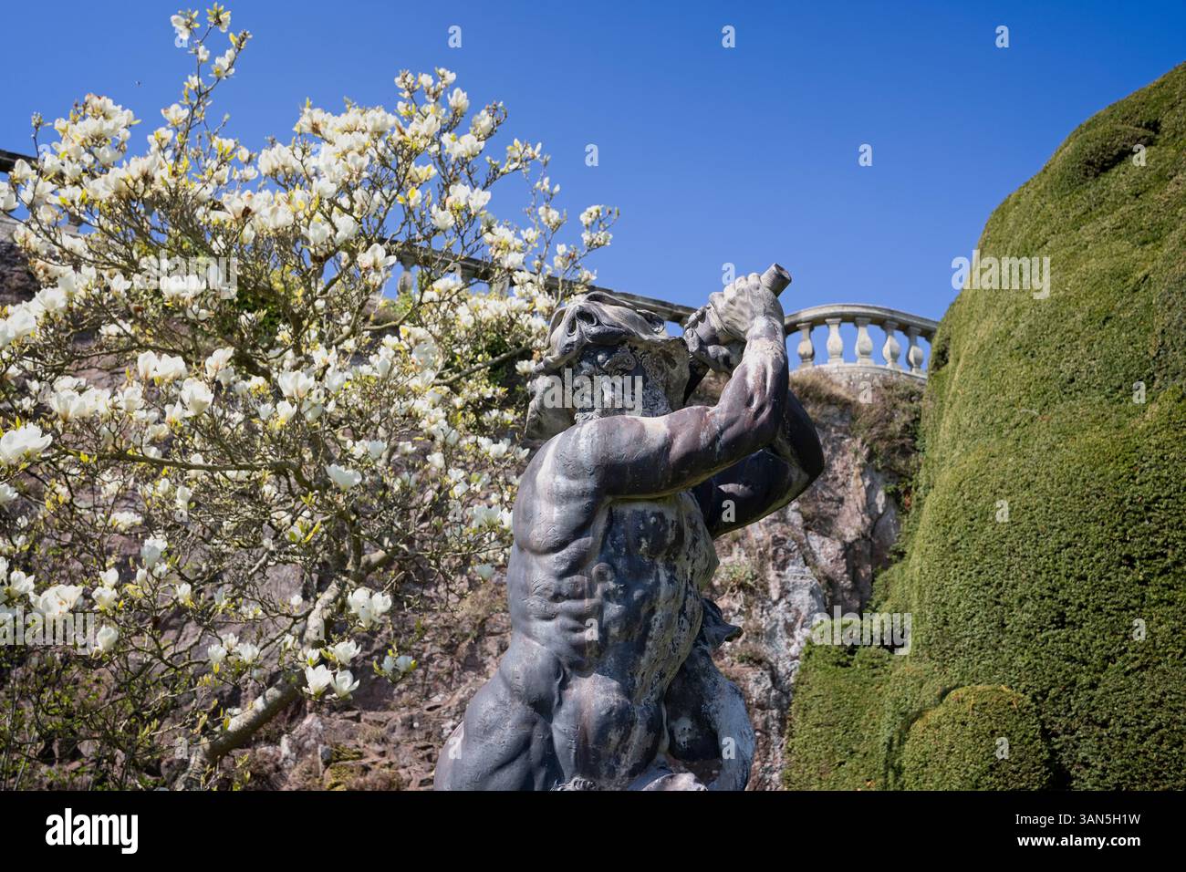 Nahaufnahme der Herkules-Statue auf der Top Terrace in Powis Castle vor dem blühenden weißen Magnolienbaum in der Nähe von Welshpool, Powys, Wales, Großbritannien am 8. April Stockfoto