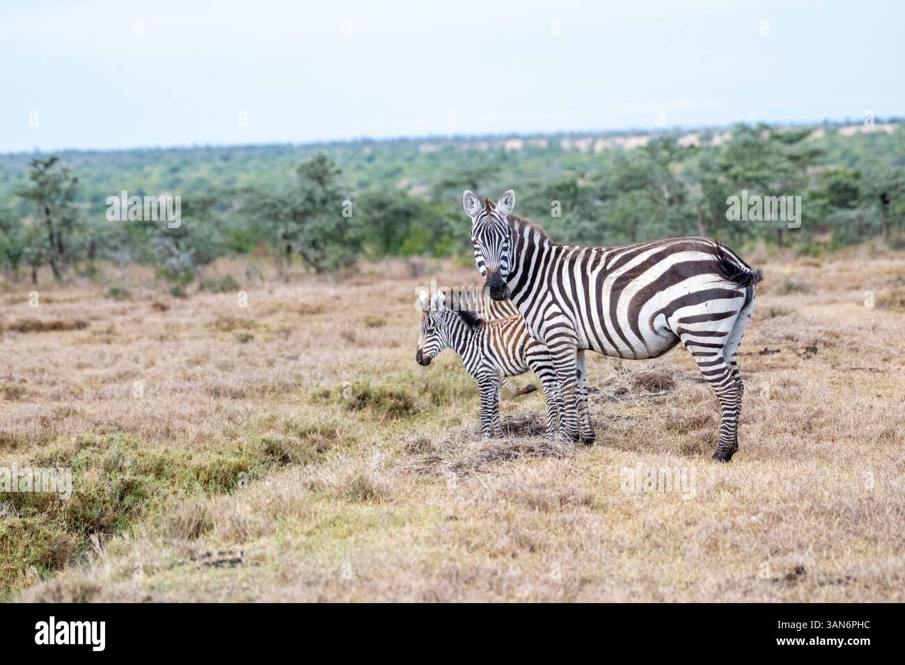 Gewöhnliches oder flaches Zebra (Equus quagga), Mutter und Fohlen Stockfoto