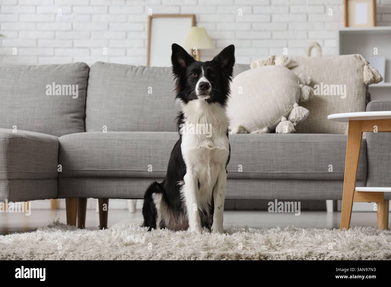 Entzückender Border Collie Hund, der zu Hause auf Teppich sitzt Stockfoto