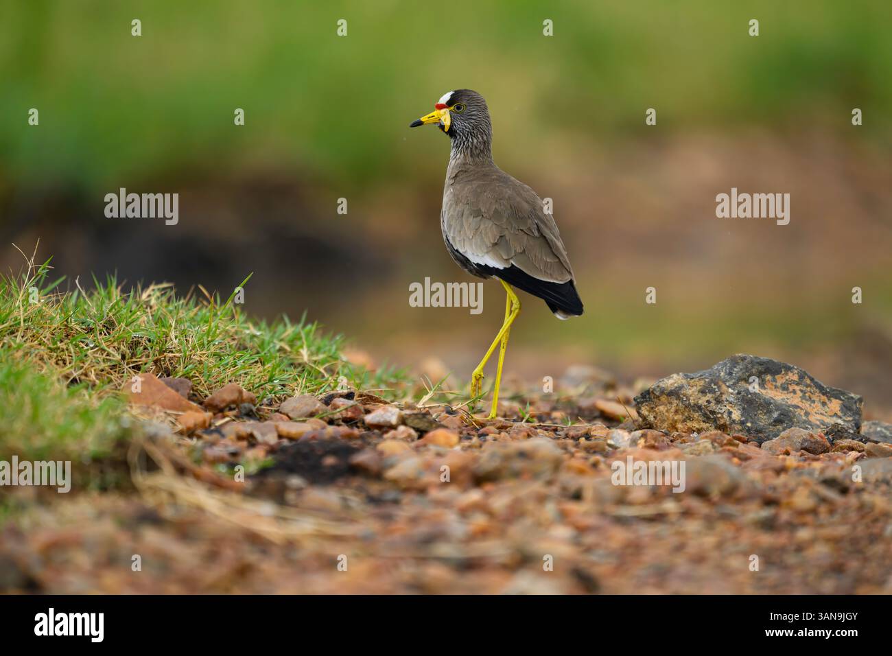 Afrikanisches Wattling, Masai Mara Reseve, Kenia Stockfoto