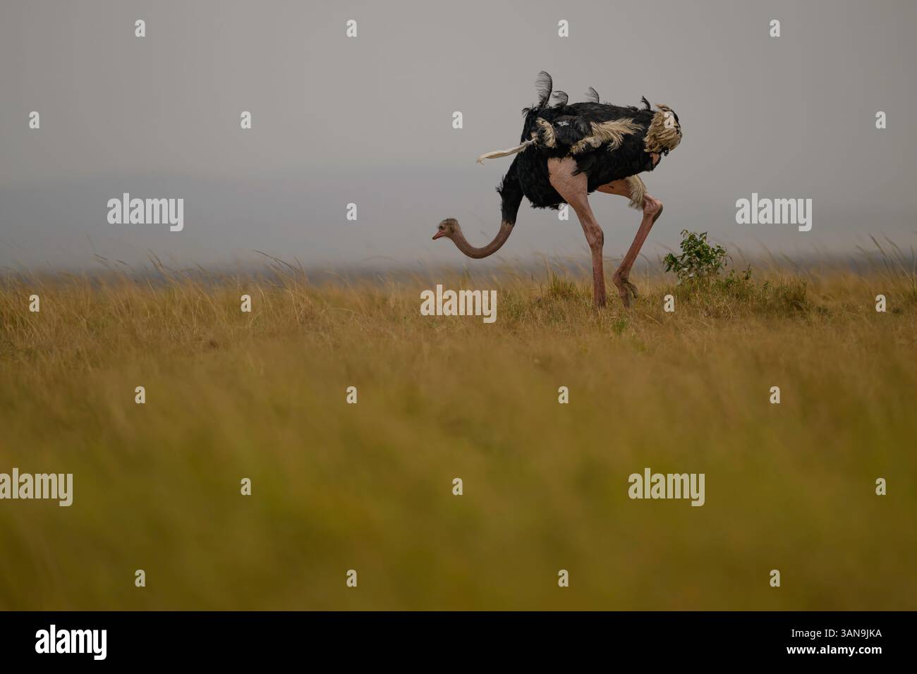 Männlicher Strauß in der Savanne mit bewölktem Himmel, Masai Mara Reserve, Kenia Stockfoto