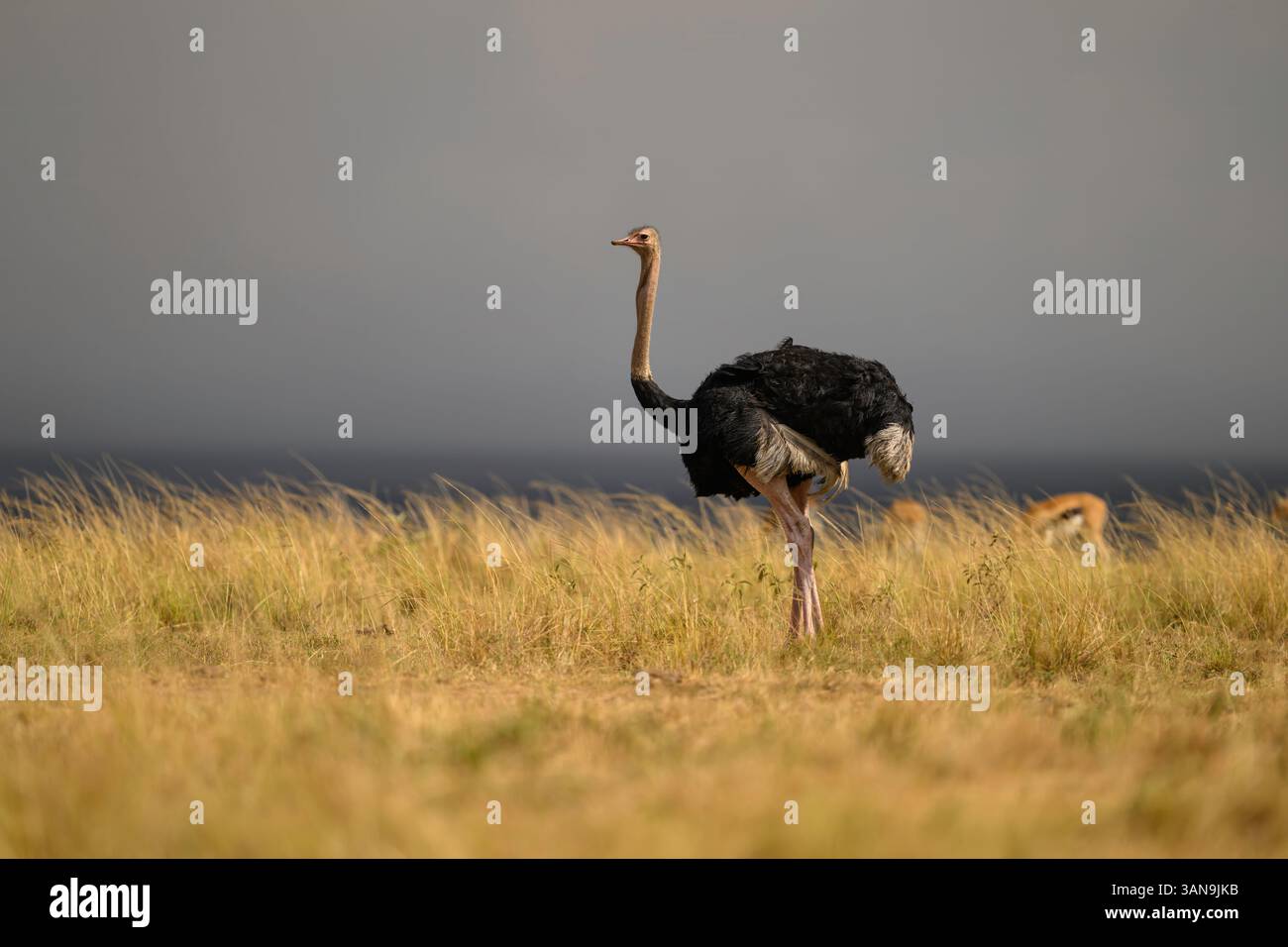 Männlicher Strauß in der Savanne mit bewölktem Himmel, Masai Mara Reserve, Kenia Stockfoto