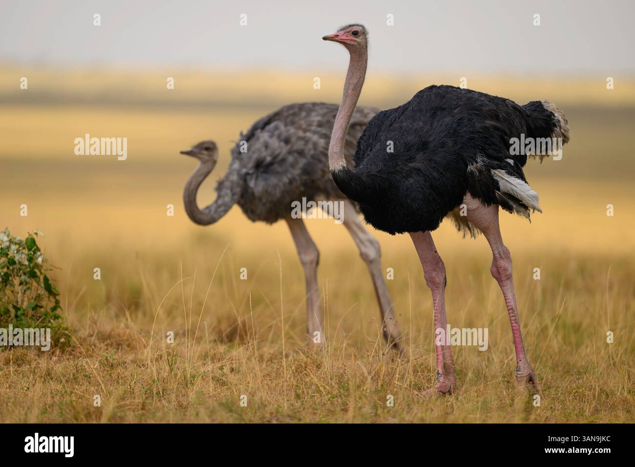 Männliche und weibliche Strauße in der Savanne, Masai Mara Reserve, Kenia Stockfoto