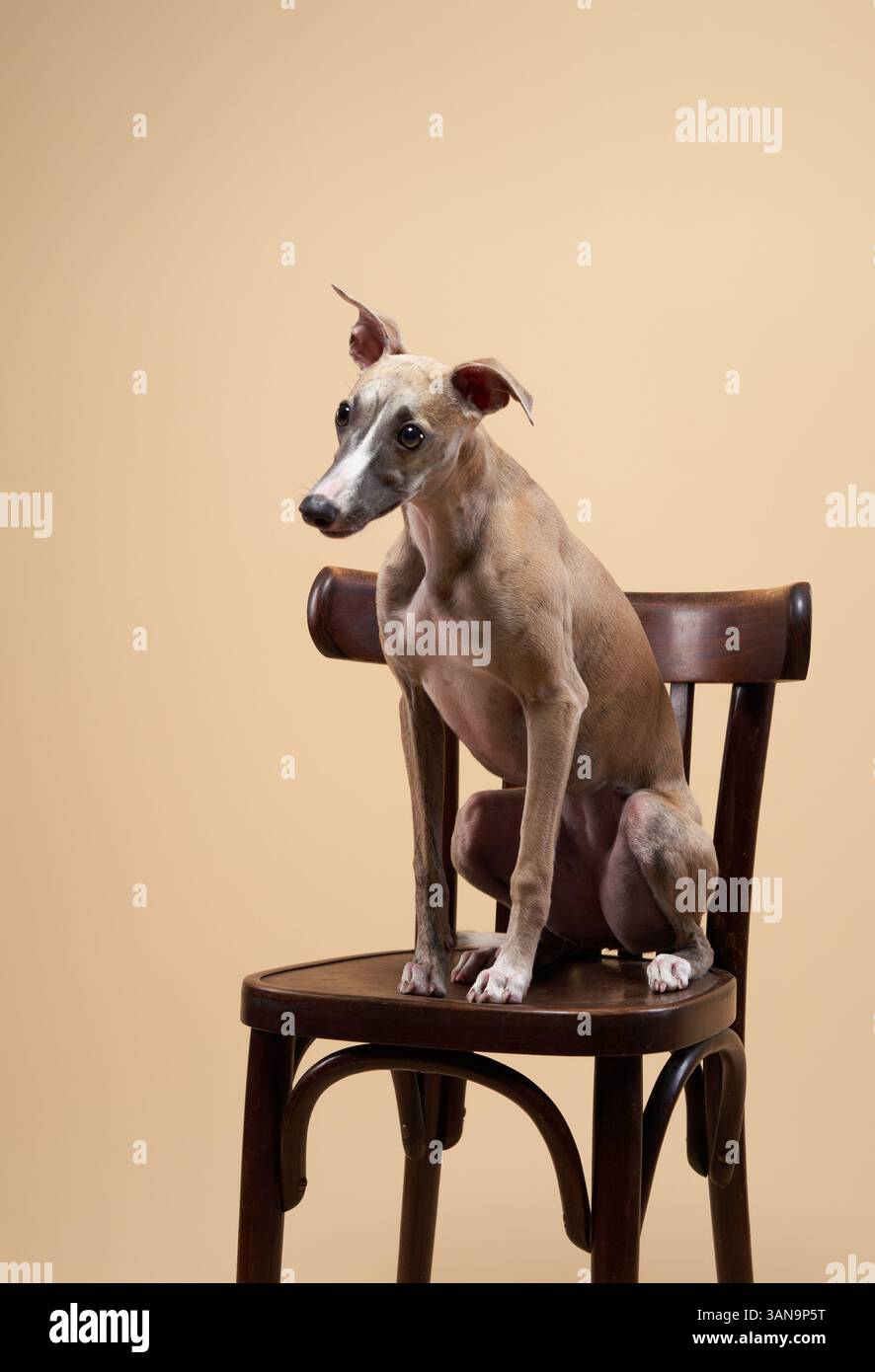 Zwei italienische Windhunde sitzen zusammen auf einem Holzstuhl, einer leicht nach vorne geneigt. Stockfoto