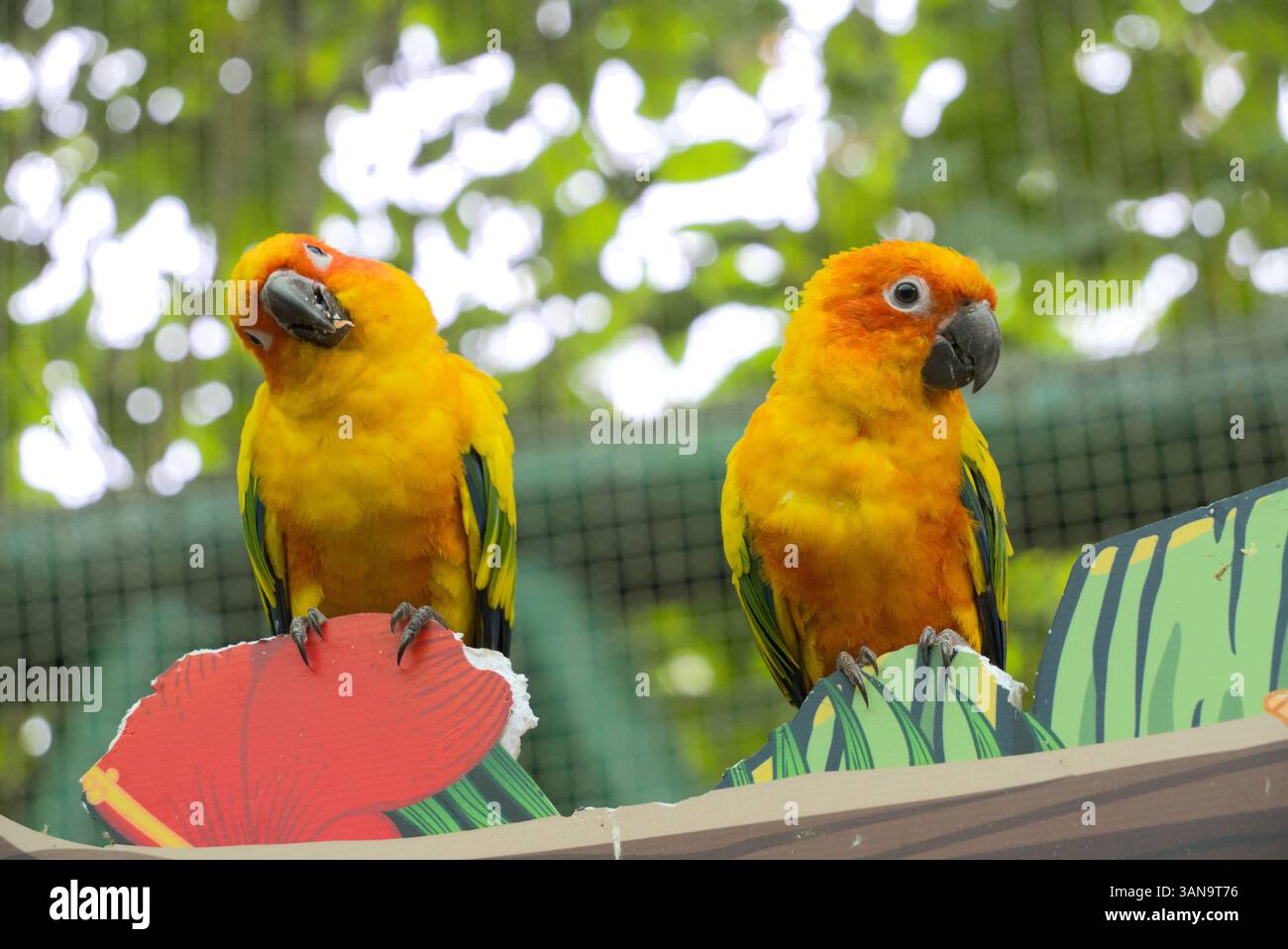 Ein Paar Sonnenbarsche, Sonnensittiche, einer blickt nach links, einer nach rechts. Stockfoto