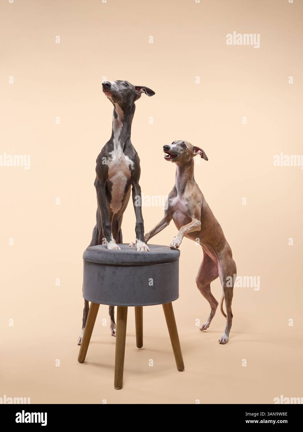 Zwei italienische Windhunde stehen auf einem kleinen Hocker, beide stehen hoch und fokussiert auf einem beigen Hintergrund. Stockfoto