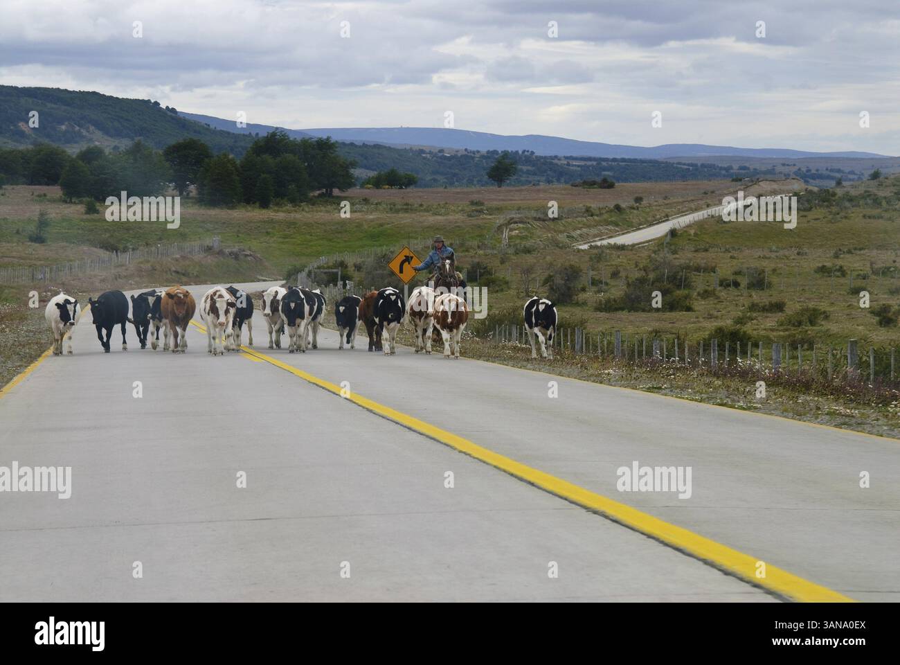 Gautscho mit Kuehen, in der Nähe, Region de Magallanes y de la Antartica Chilena, Chile, Südamerika Stockfoto