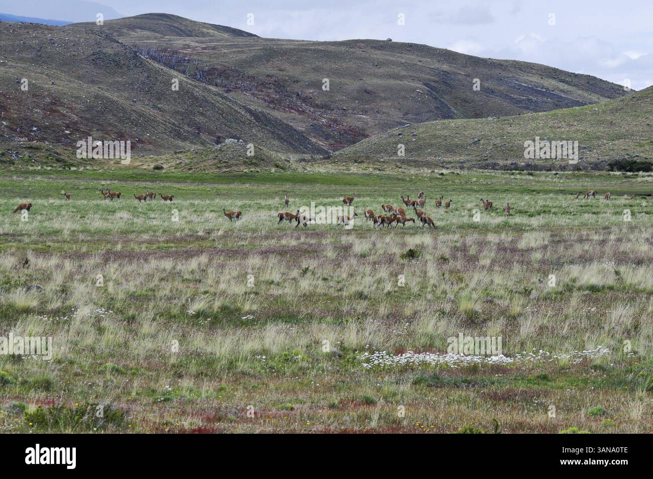 Guanakos, Torres del Paine in der Nähe von Puerto Natales, Region de Magallanes y de la Antartica Chilena, Chile, Puerto Natales, Chile, Südamerika Stockfoto
