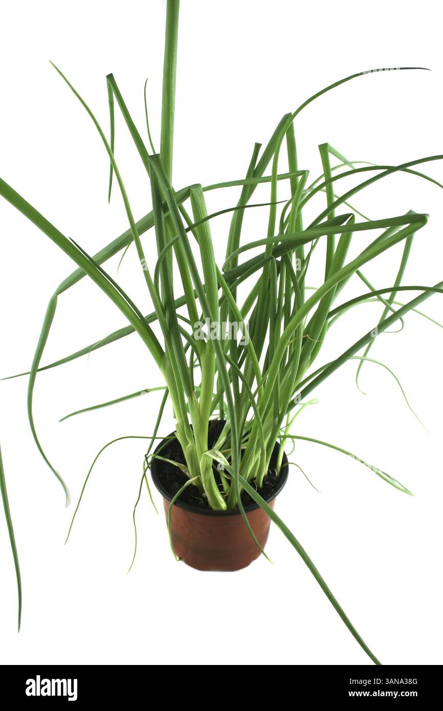 Frische Schalotten in einem Topf bereit für den Kräutergarten Stockfoto