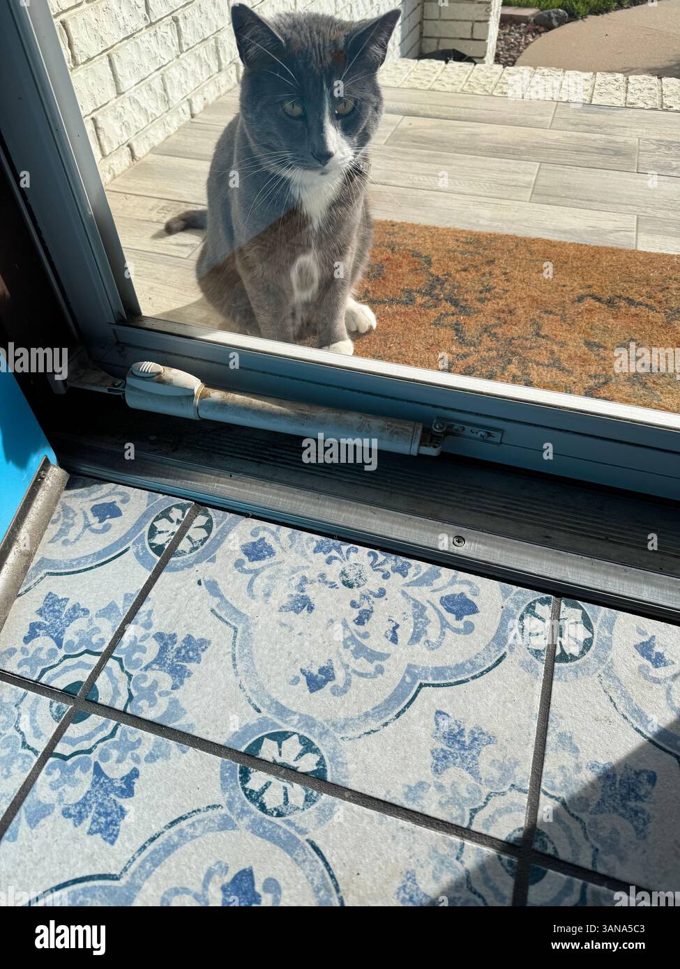 Männliche, graue und weiße Hauskatze, die durch die Nachbarschaft streift und in die Tür eines Fremden blickt und reinwill. Wichita, Kansas, USA. Stockfoto