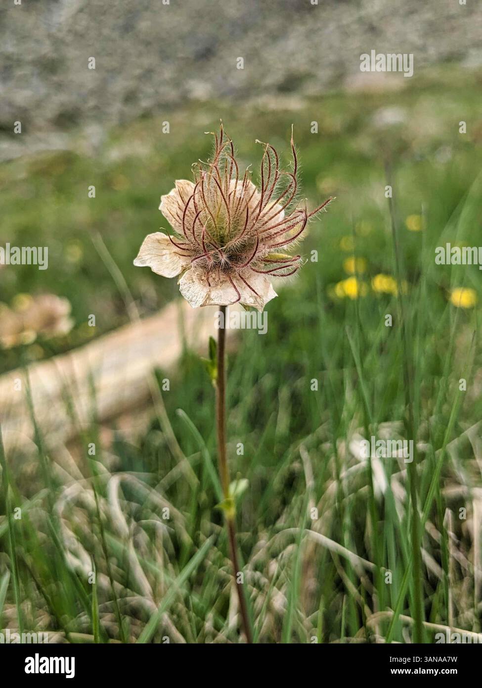 Eine zarte und schöne Blume mit komplexen Details in einer üppig grünen Umgebung, die blüht Stockfoto