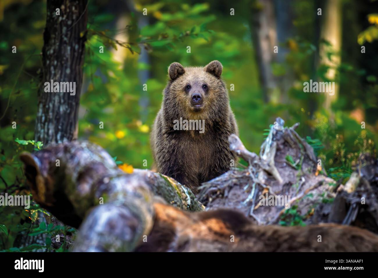 Braunbär auf Ast im Sommerwald. Tier im Naturlebensraum. Großes Säugetier. Tierwelt Stockfoto