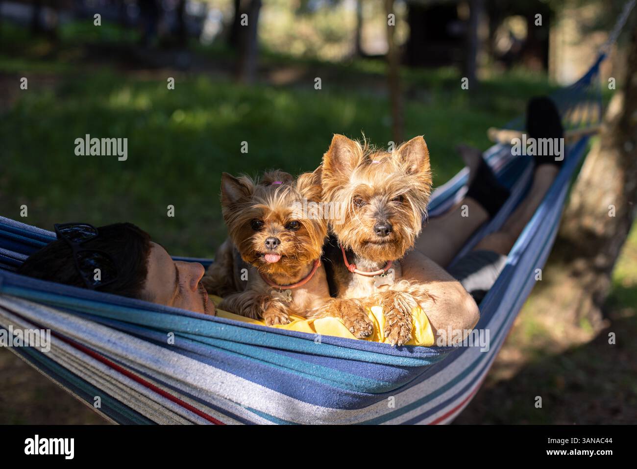 Ein Mann liegt in einer Hängematte mit zwei Yorkshire Terrier Hunden Stockfoto