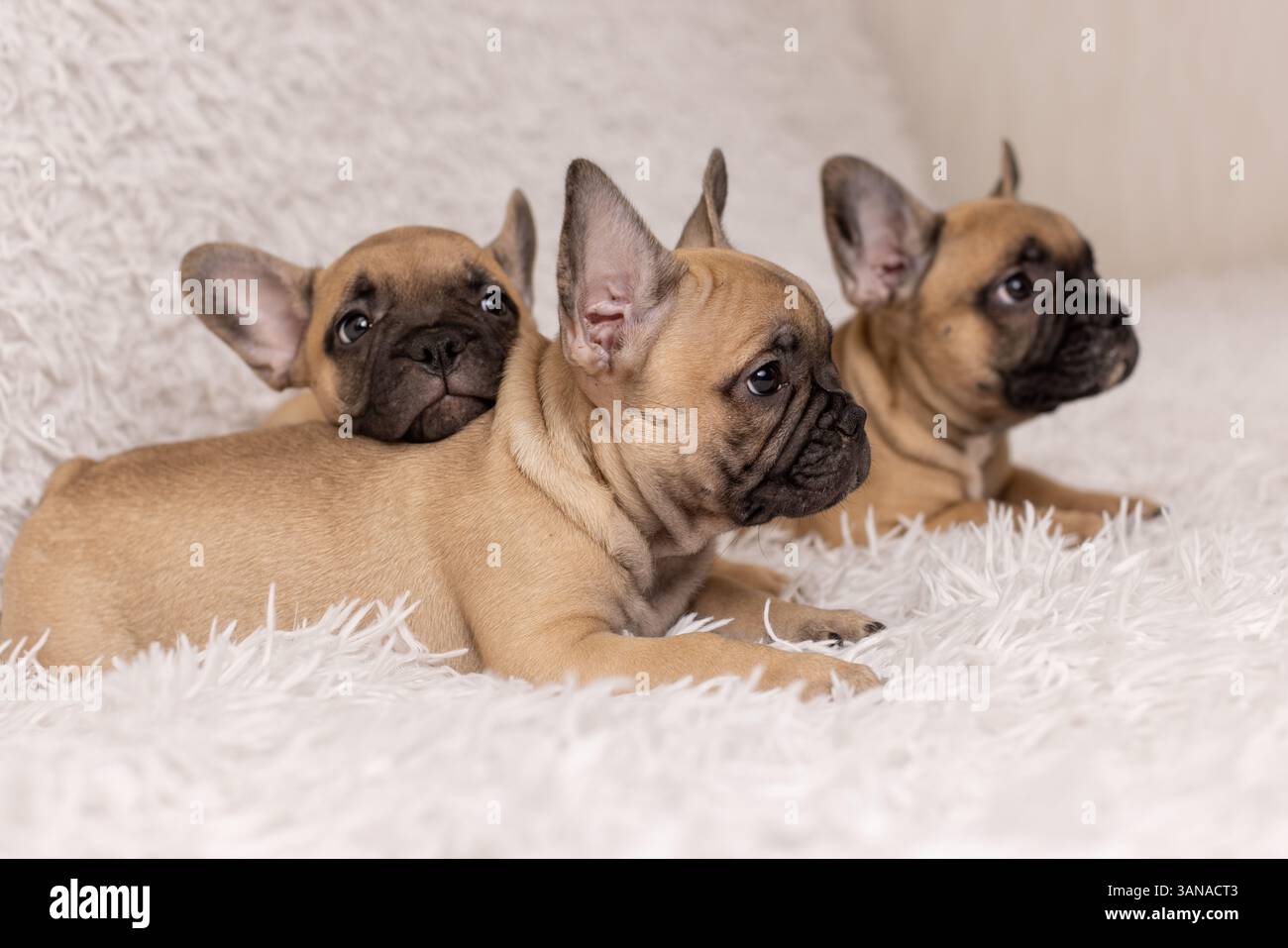 Drei Welpen der französischen Bulldogge, 2 Monate alt Stockfoto