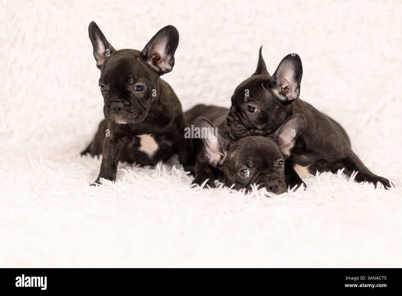 Drei Welpen der französischen Bulldogge, 2 Monate alt Stockfoto