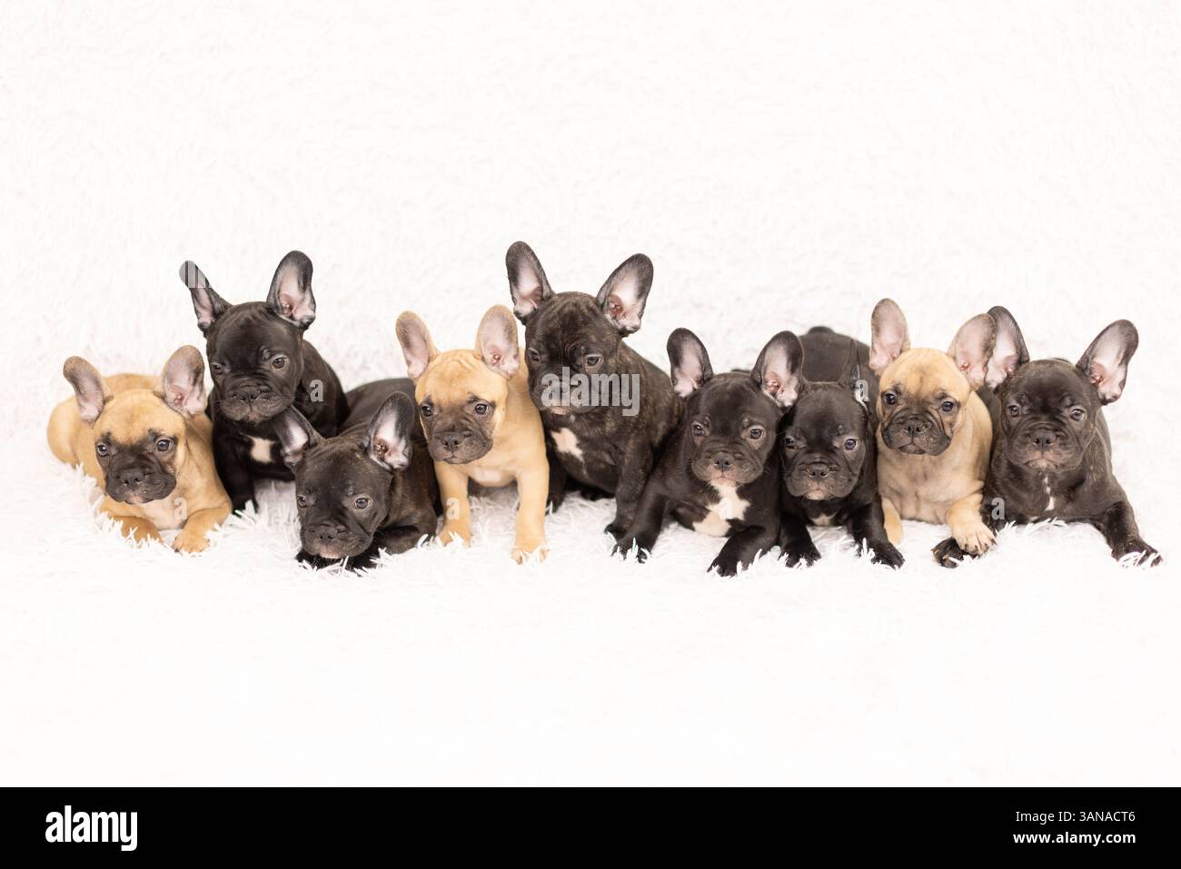 Neun Welpen der Rasse French Bulldog, 2 Monate alt Stockfoto