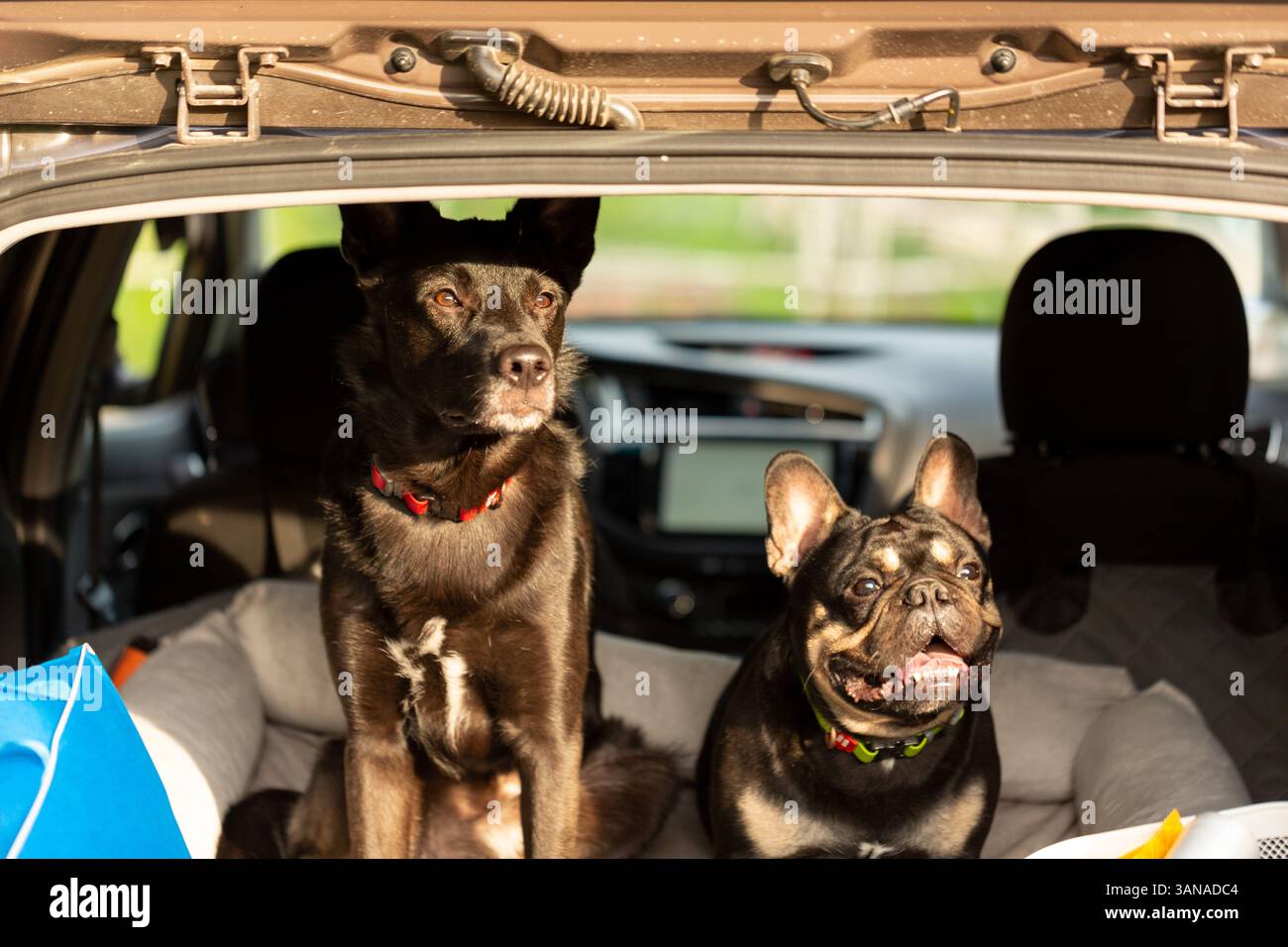 Hunde im Kofferraum eines Autos, reisen mit einem Haustier, Autotourismus Stockfoto