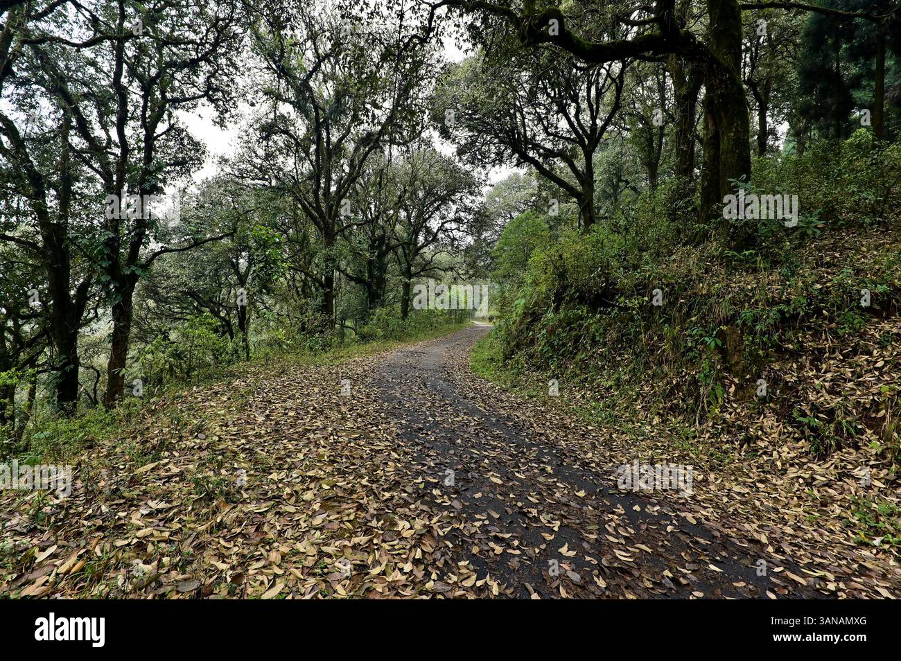 "Eine ruhige Waldstraße, bedeckt mit goldenen Blättern." Stockfoto