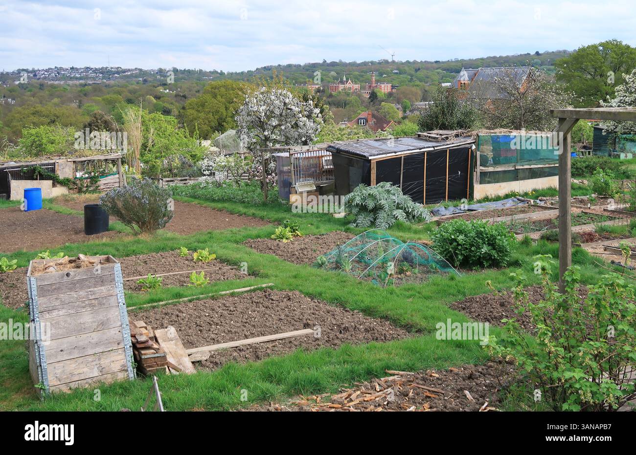 Rosendale Kleingärten in Tulse Hill, London, Großbritannien. Ein riesiges, 18 Morgen großes Grundstück mit Blick über London. Teil des Dulwich Anwesens. Dulwich College Beyond. Stockfoto