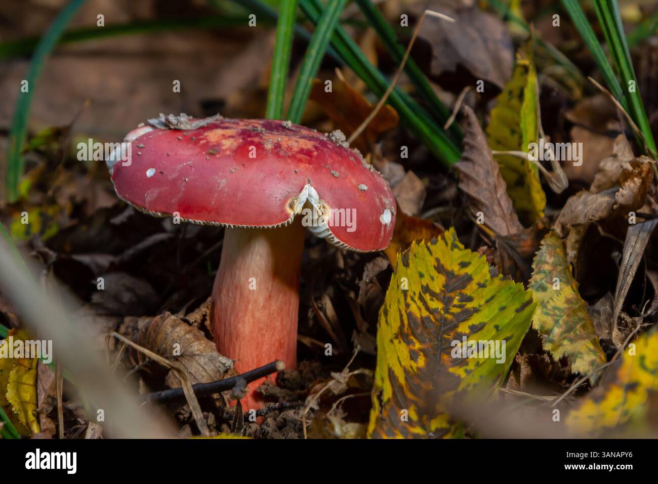 Russula rosea Synonym Russula lepida, auch bekannt als Rosy russula, ist ein nordgemäßigter, häufig vorkommender Pilz der grossen Sprötlegill-Gattung Russula. Stockfoto